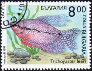 Colnect-3856-299-Pearl-Gourami-Trichogaster-leeri.jpg