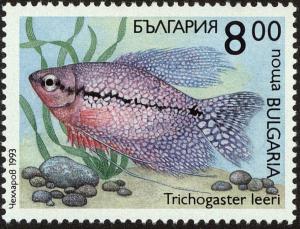 Colnect-4413-050-Pearl-Gourami-Trichogaster-leeri.jpg