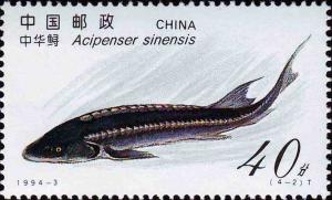 Colnect-5157-895-Chinese-Sturgeon-Acipenser-sinensis.jpg