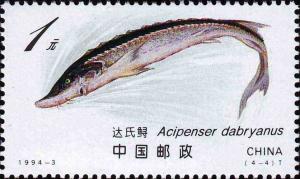 Colnect-5157-899-Dabry--s-Sturgeon-Acipenser-dabryanus.jpg