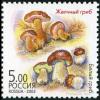 Colnect-2024-489-Tylopilus---cep-Boletus-edulis.jpg