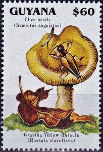 Colnect-4220-382-Russula-claroflava.jpg