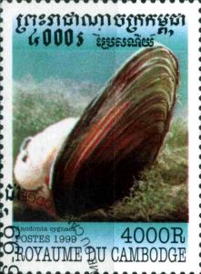 Colnect-3301-788-Swan-Mussel-Anodonta-cygnaea.jpg