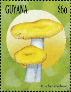 Colnect-3122-301-Russula-ochroleuca.jpg