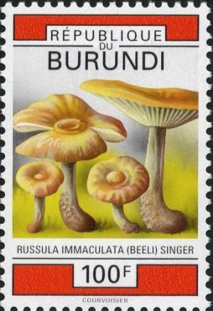 Colnect-2048-474-Russula-immaculata.jpg