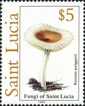 Colnect-2545-351-Russula-puiggarii.jpg