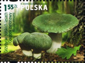 Colnect-2899-436-Russula-virescens.jpg