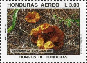 Colnect-3106-845-Gloeocantharellus-as-Cantharellus-purpurascens.jpg