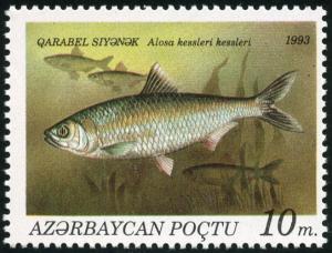 Colnect-4879-805-Caspian-Anadromus-Shad-Alosa-kessleri-kessleri.jpg