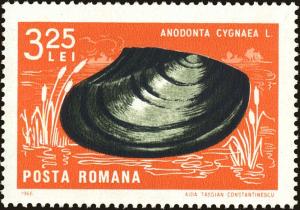 Colnect-5049-165-Swan-Mussel-Anodonta-cygnea.jpg