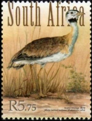 Colnect-5067-248-White-bellied-Bustard-Eupodotis-senegalensis-.jpg