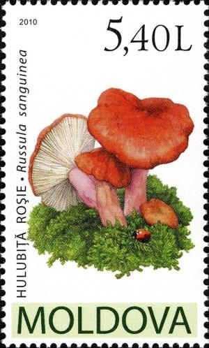 Colnect-730-665-Russula-sanguinea.jpg