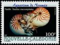 Colnect-857-218-Bellybutton-Nautilus-Nautilus-macromphalus.jpg