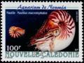 Colnect-857-220-Bellybutton-Nautilus-Nautilus-macromphalus.jpg