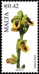 Colnect-3972-607-Ophrys-Lutea---Yellow-Bee-Orchid.jpg