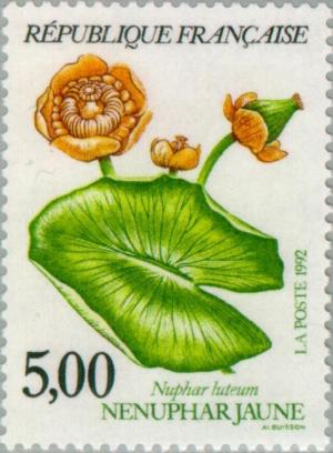 Colnect-146-123-Nuphar-luteum---Nenuphar-jaune.jpg