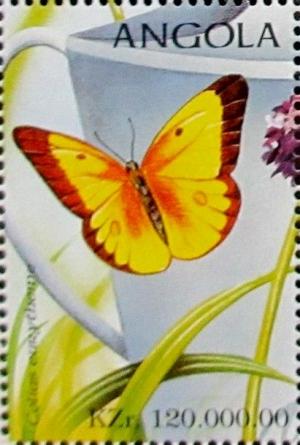 Colnect-2245-889-Alfalfa-Butterfly-Colias-eurytheme.jpg