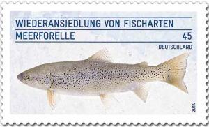 Colnect-2405-979-Sea-trout-Salmo-trutta-trutta.jpg