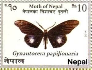 Colnect-3539-513-Gynautocera-papilionaria.jpg