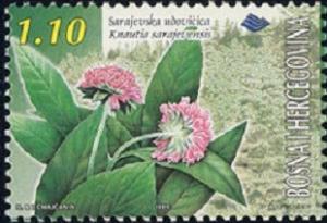 Colnect-565-114-Knautia-sarajevensis.jpg