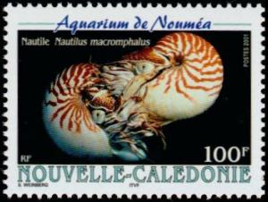 Colnect-857-218-Bellybutton-Nautilus-Nautilus-macromphalus.jpg