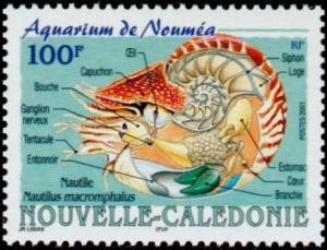 Colnect-857-219-Bellybutton-Nautilus-Nautilus-macromphalus.jpg