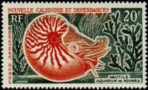 Colnect-860-513-Bellybutton-Nautilus-Nautilus-macromphalus-.jpg