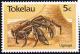 Colnect-1822-965-Coconut-Crab-Birgus-latro.jpg