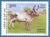 Colnect-548-001-Kankrej-Zebu-Bos-primigenius-indicus.jpg