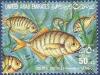 Colnect-2133-985-Golden-Trevally-Gnathodon-speciosus.jpg