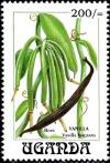 Colnect-6296-159-Vanilla-fragrans.jpg