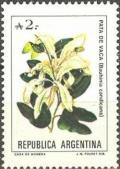 Colnect-732-477-Pata-de-Vaca-Bauhinia-candicans.jpg