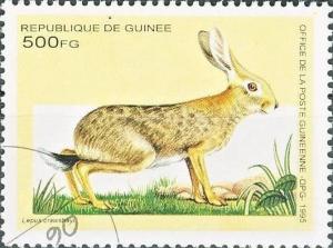 Colnect-1150-192-African-Savanna-Hare-Lepus-crawshayi.jpg