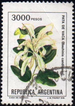 Colnect-1745-065-Pata-de-Vaca-Bauhinia-candicans.jpg