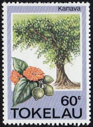 Colnect-1822-963-Kanava-Cordia-subcordata.jpg