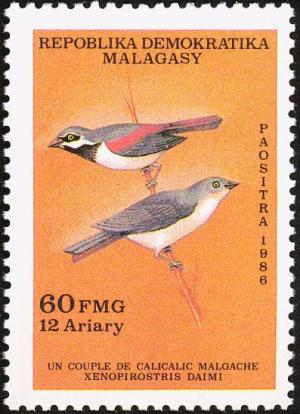 Colnect-2035-042-Red-shouldered-Vanga-Calicalicus-rufocarpalis.jpg