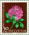 Colnect-140-252-Red-clover-Trifolium-pratense.jpg