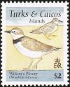 Colnect-1764-396-Wilson--s-Plover-Charadrius-wilsonia-nbsp-.jpg