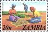 Colnect-2614-582-Harvesting-groundnuts.jpg