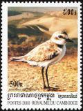 Colnect-1527-027-Kentish-Plover-Charadrius-alexandrinus.jpg