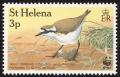 Colnect-1661-824-St-Helena-Plover-Charadrius-sanctaehelenae.jpg