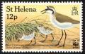 Colnect-1661-826-St-Helena-Plover-Charadrius-sanctaehelenae.jpg