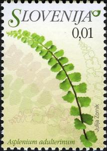 Colnect-712-500-Flowers-of-Slovenia---Asplenium-adulterinum.jpg