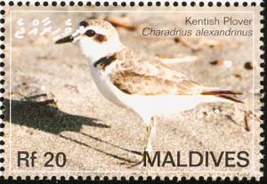 Colnect-1631-424-Kentish-Plover-Charadrius-alexandrinus.jpg