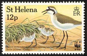 Colnect-1661-826-St-Helena-Plover-Charadrius-sanctaehelenae.jpg