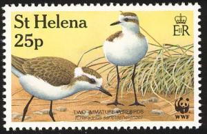 Colnect-1661-827-St-Helena-Plover-Charadrius-sanctaehelenae.jpg