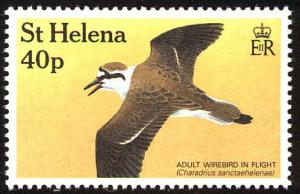 Colnect-1661-828-St-Helena-Plover-Charadrius-sanctaehelenae.jpg