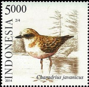 Colnect-2894-192-Javan-Plover-Charadrius-javanicus.jpg