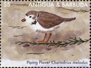 Colnect-4737-347-Piping-Plover----Charadrius-melodus.jpg