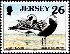 Colnect-6245-753-Grey-Plover-Pluvialis-squatarola.jpg